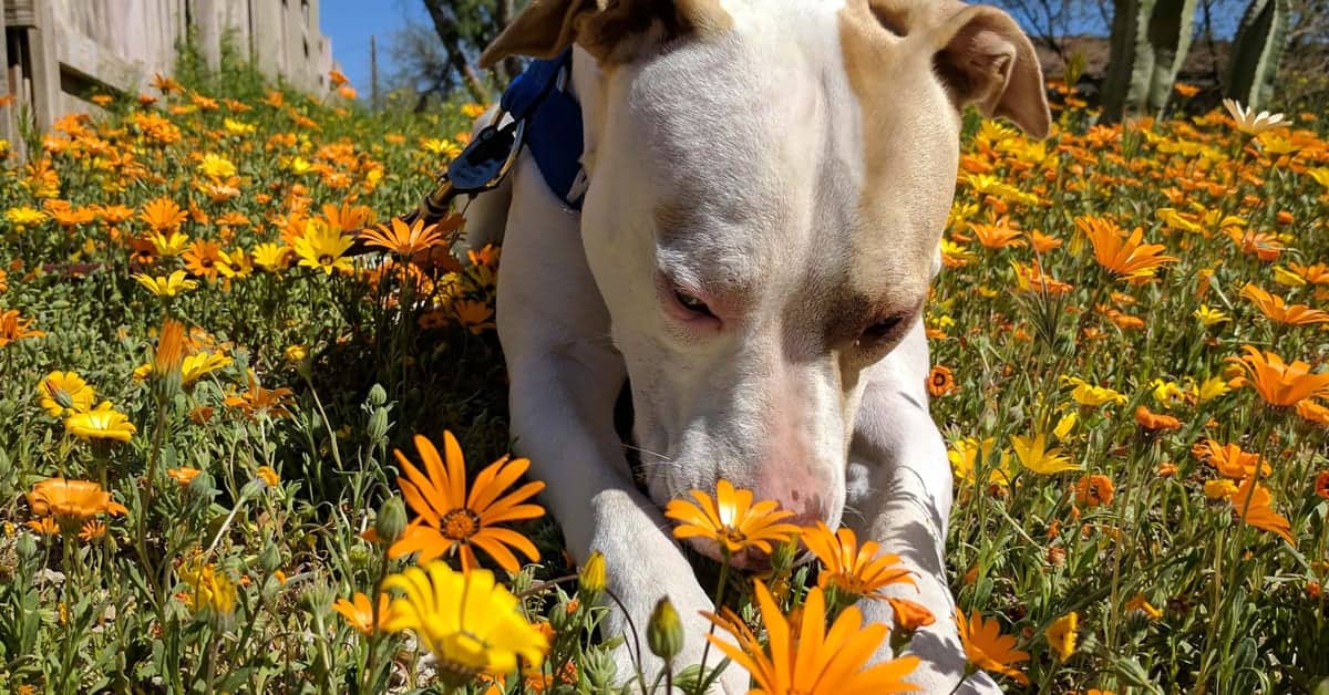 What to do About Dog Allergies • Stella the Pit Bull