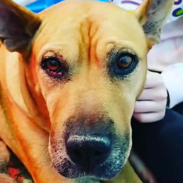 Lucy Lucy