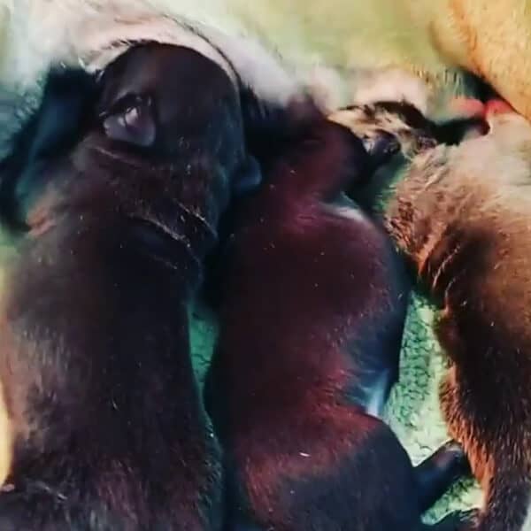puppies puppies