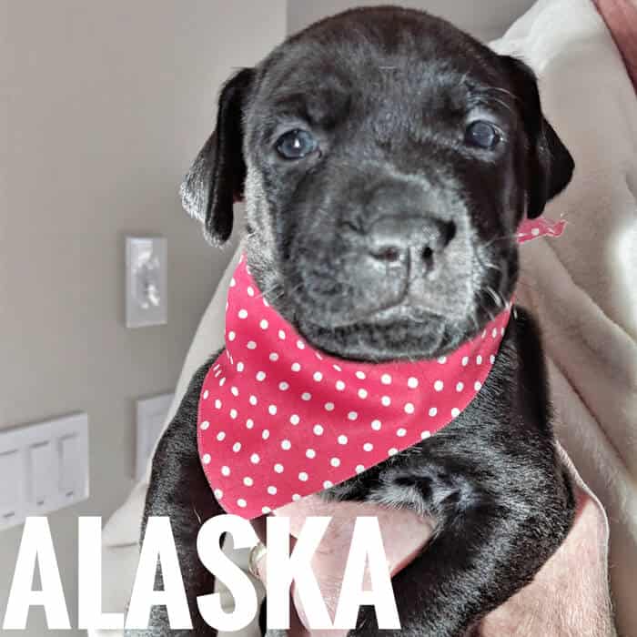 Alaska Alaska