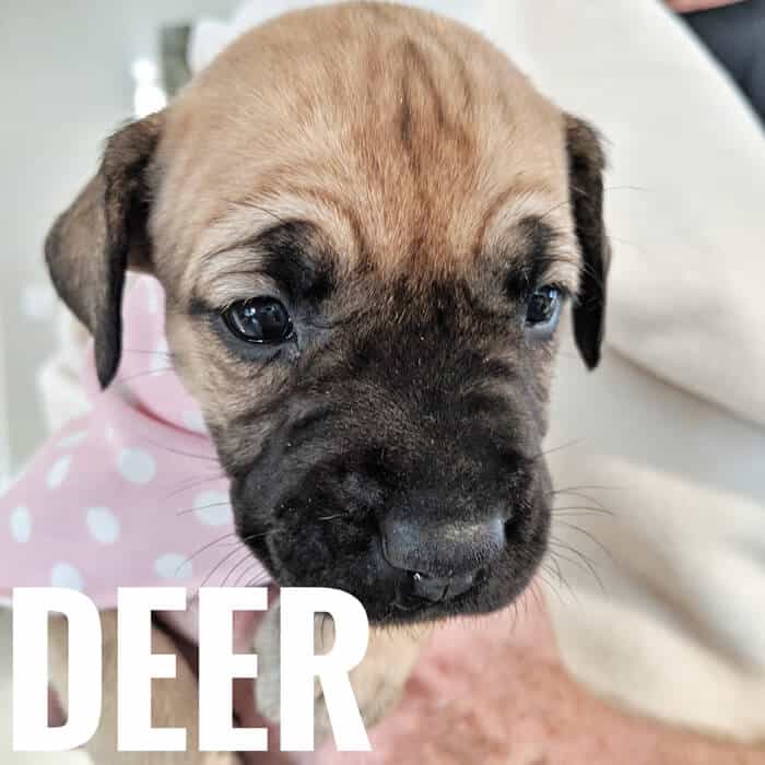Deer Deer