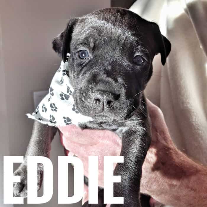 Eddie Eddie
