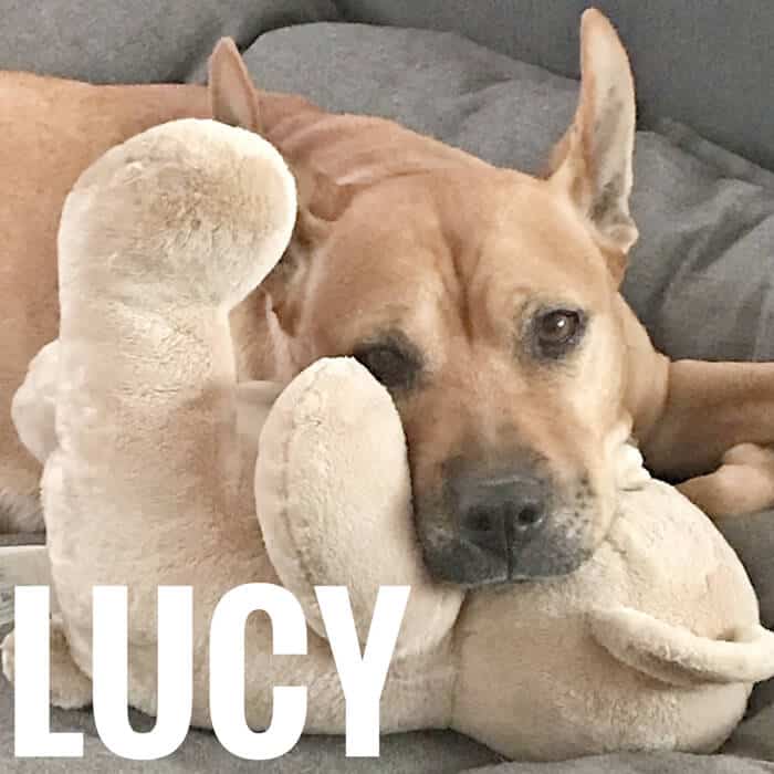 Lucy Lucy