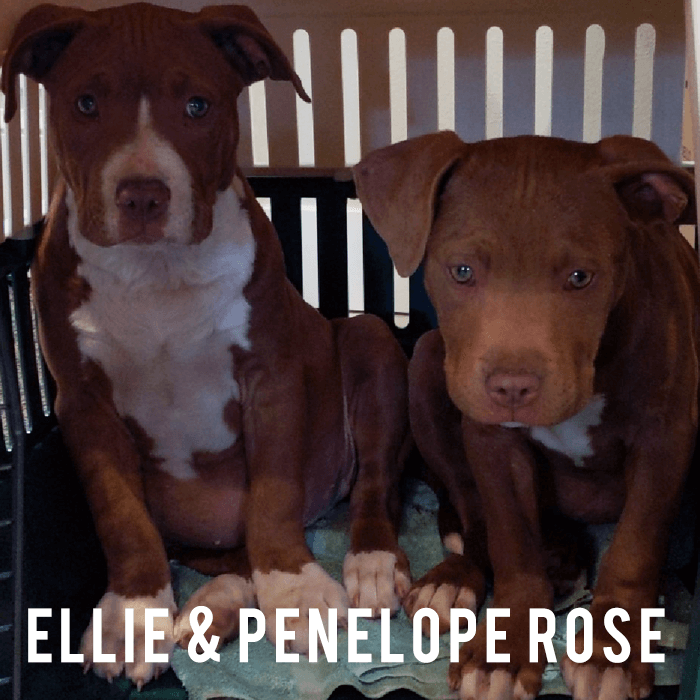 ellie and penelope ellie and penelope