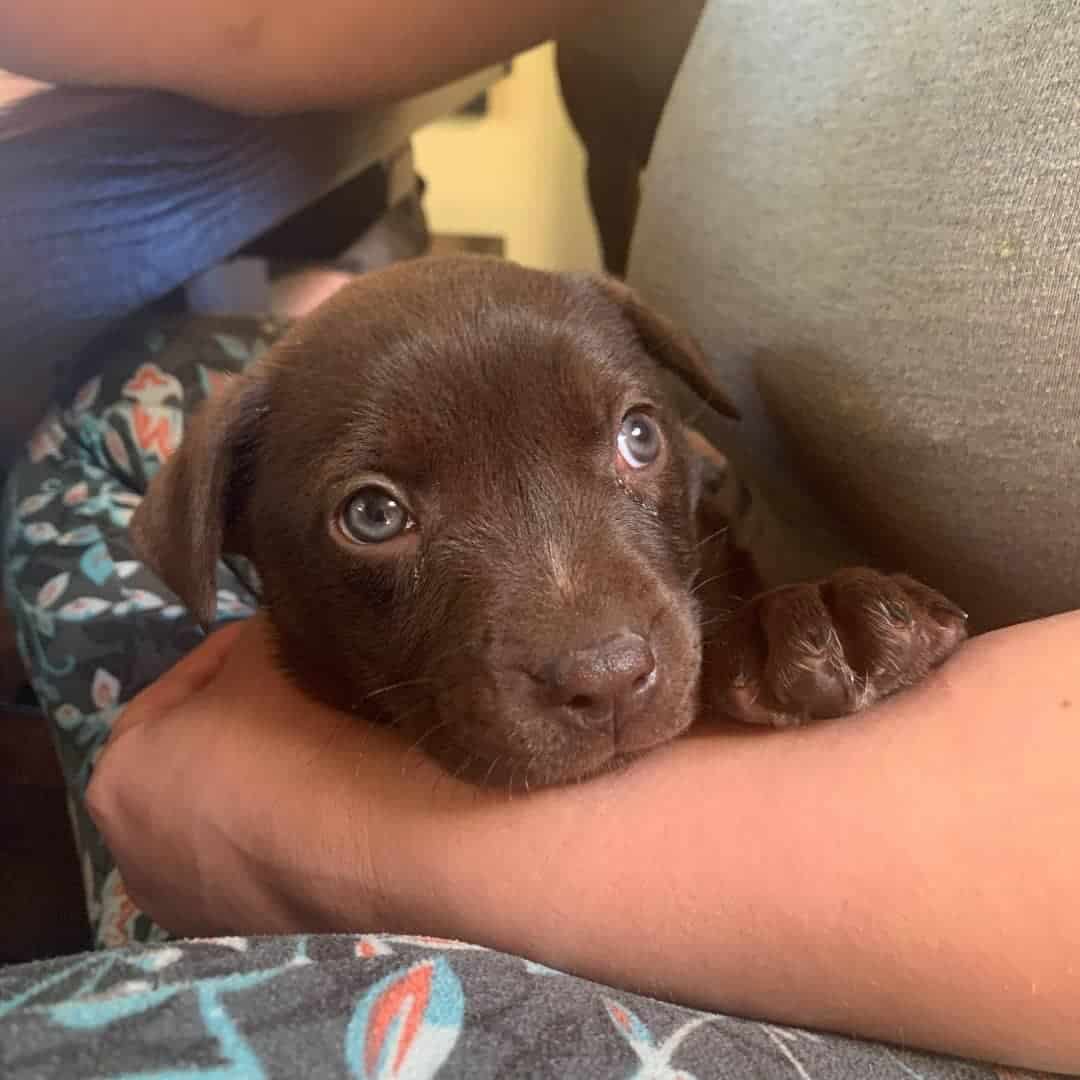 garagepuppy3 garagepuppy3