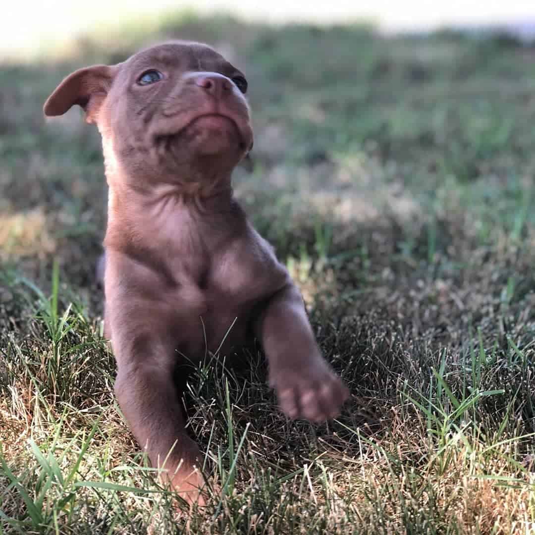 garagepuppy4 garagepuppy4