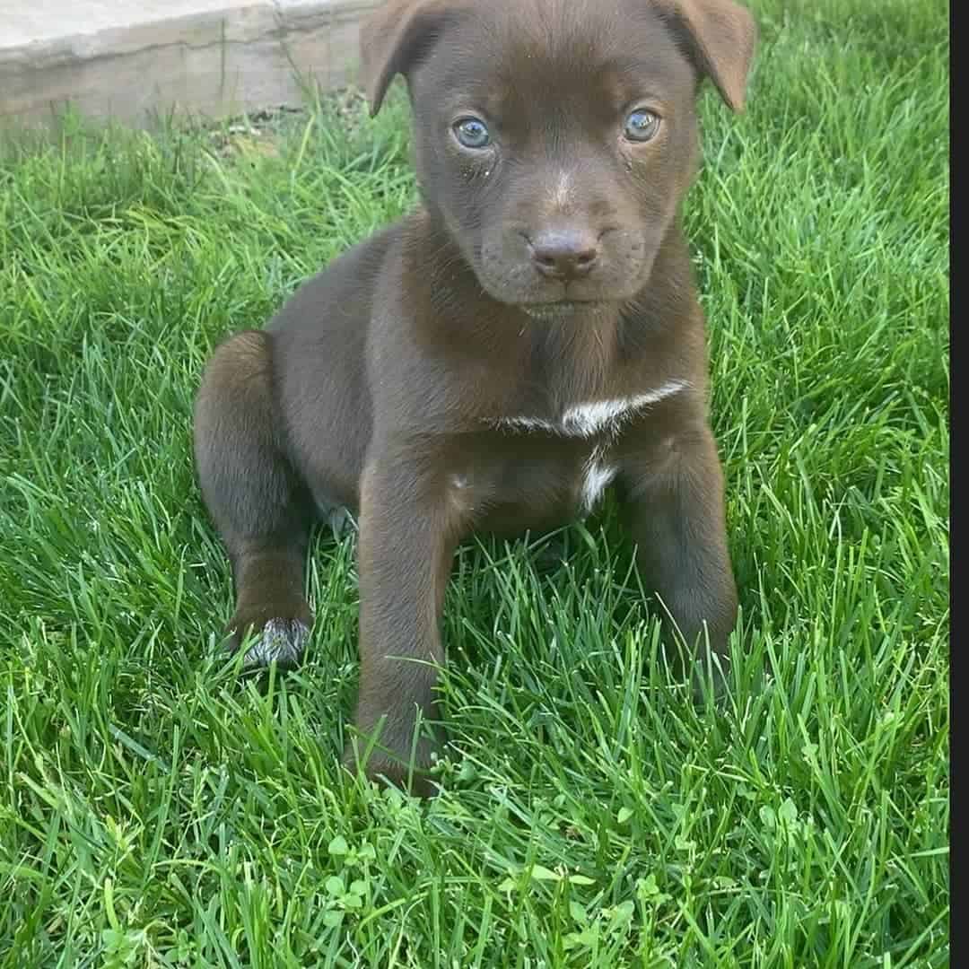 garagepuppy5 garagepuppy5